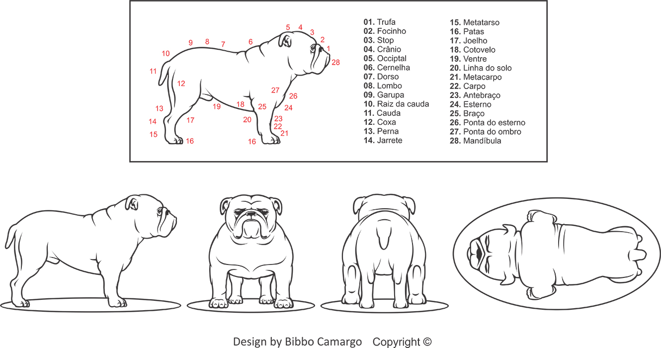 Padrão ilustrado da raça Bulldog